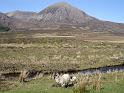 36_1- Mouton avec en toile de fond les cuillin hills